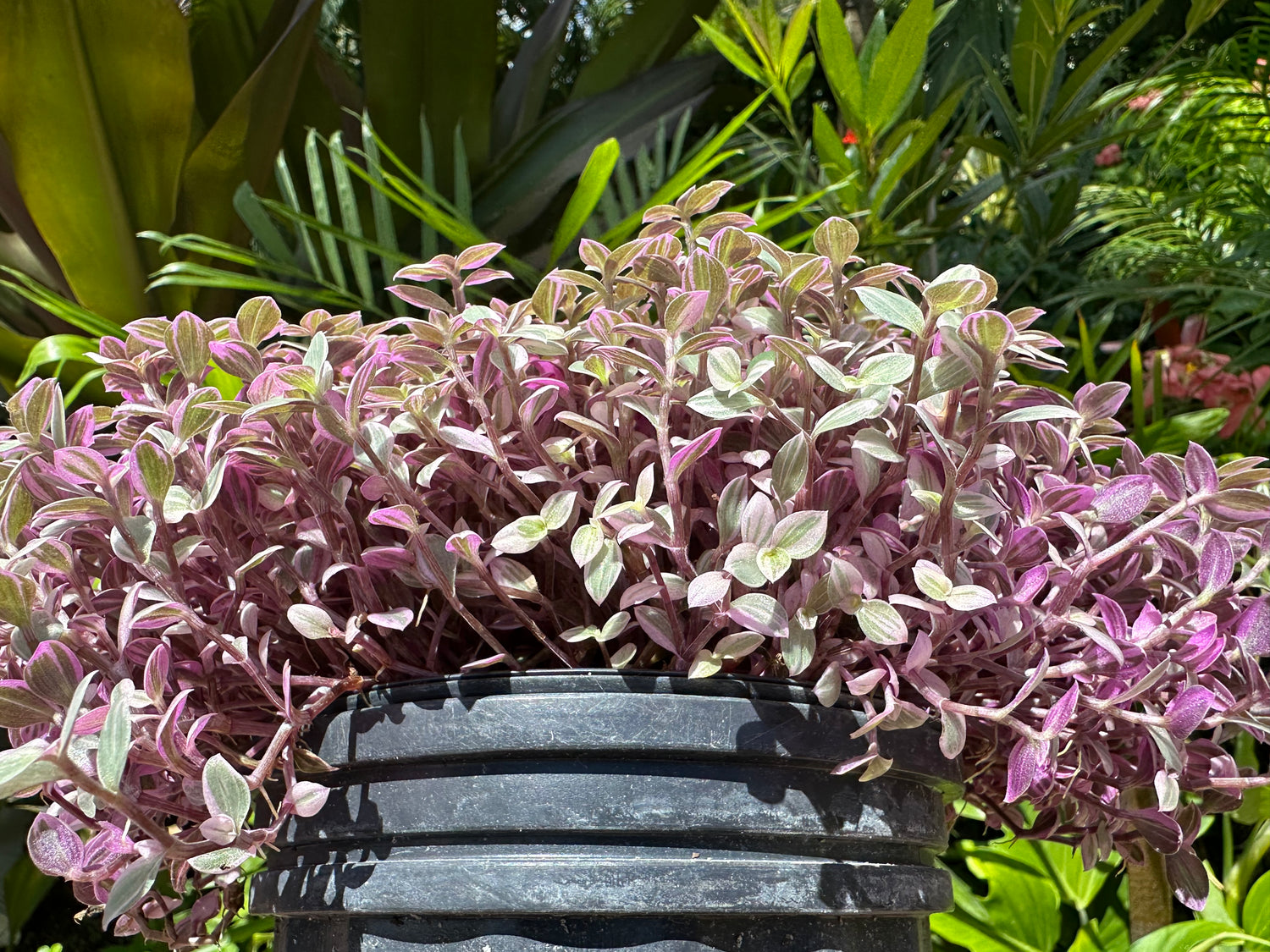 pink panther plant indoor Tradescantia Pink Panther, 1 g pot – Green Millennium