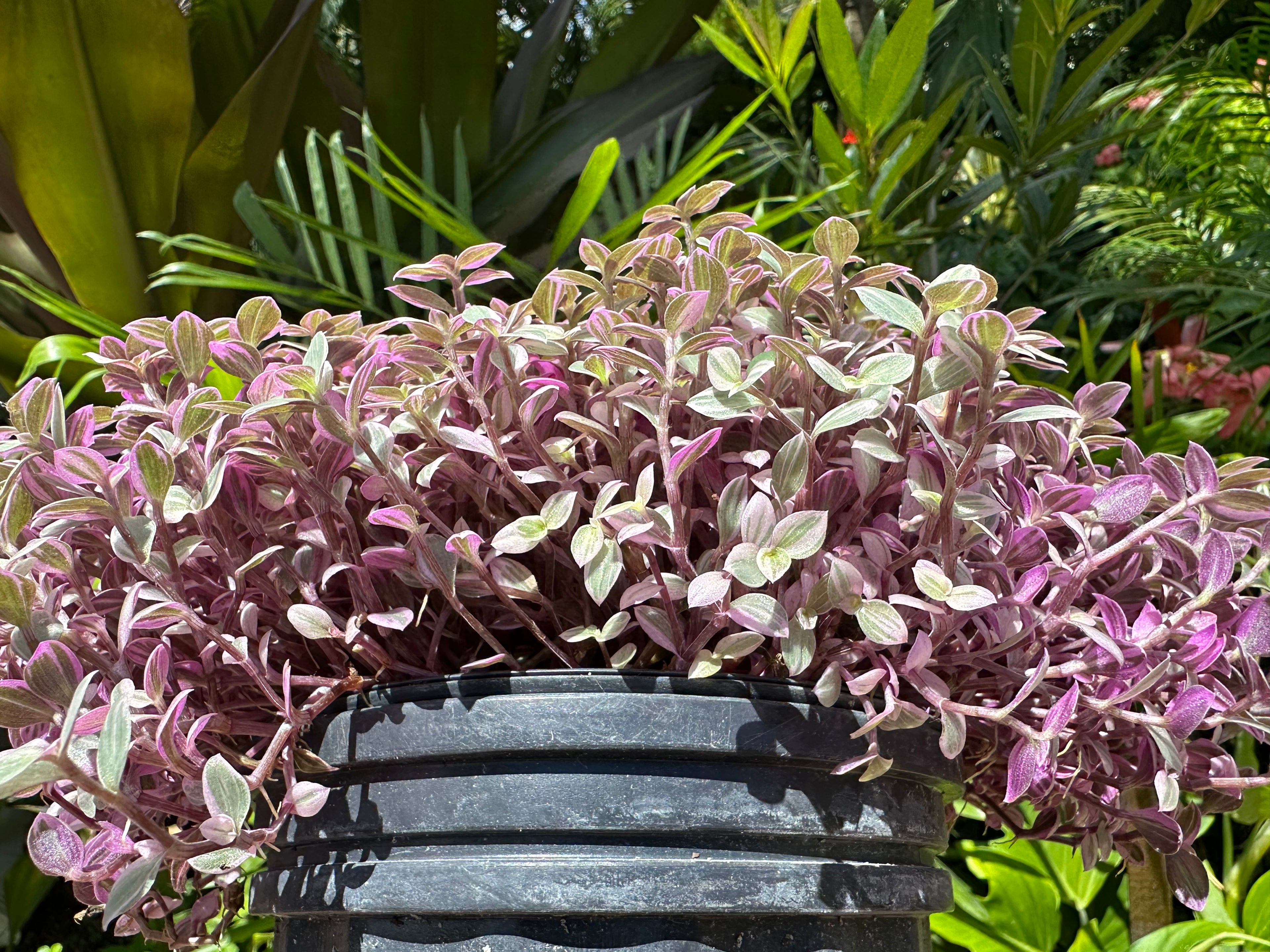 Tradescantia Pink Panther, 1 g pot