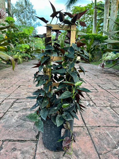 Syngonium Red Arrow, 10” pot. Trellis