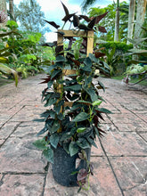 Load image into Gallery viewer, Syngonium Red Arrow, 10” pot. Trellis
