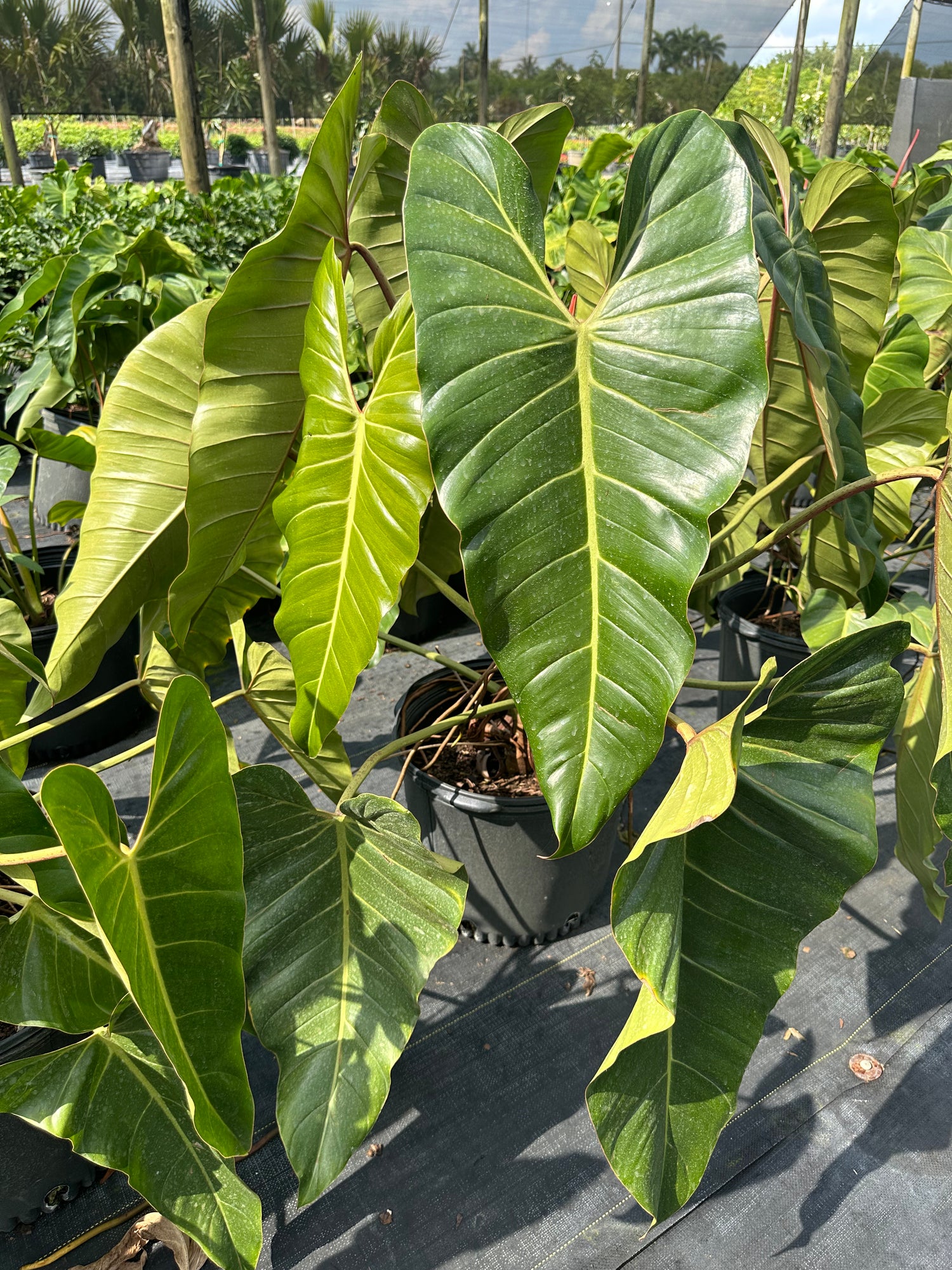 philodendron delivery to canada from usa Philodendron Bernardopazii, 14” pot. Ships bare-root – Green Millennium