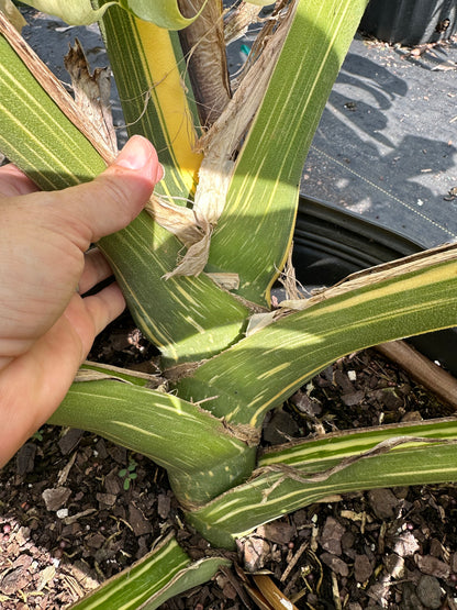 Monstera Thai Constellation, 14” pot. Ships bare-root