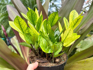 Variegated Chameleon ZZ, 6” pot