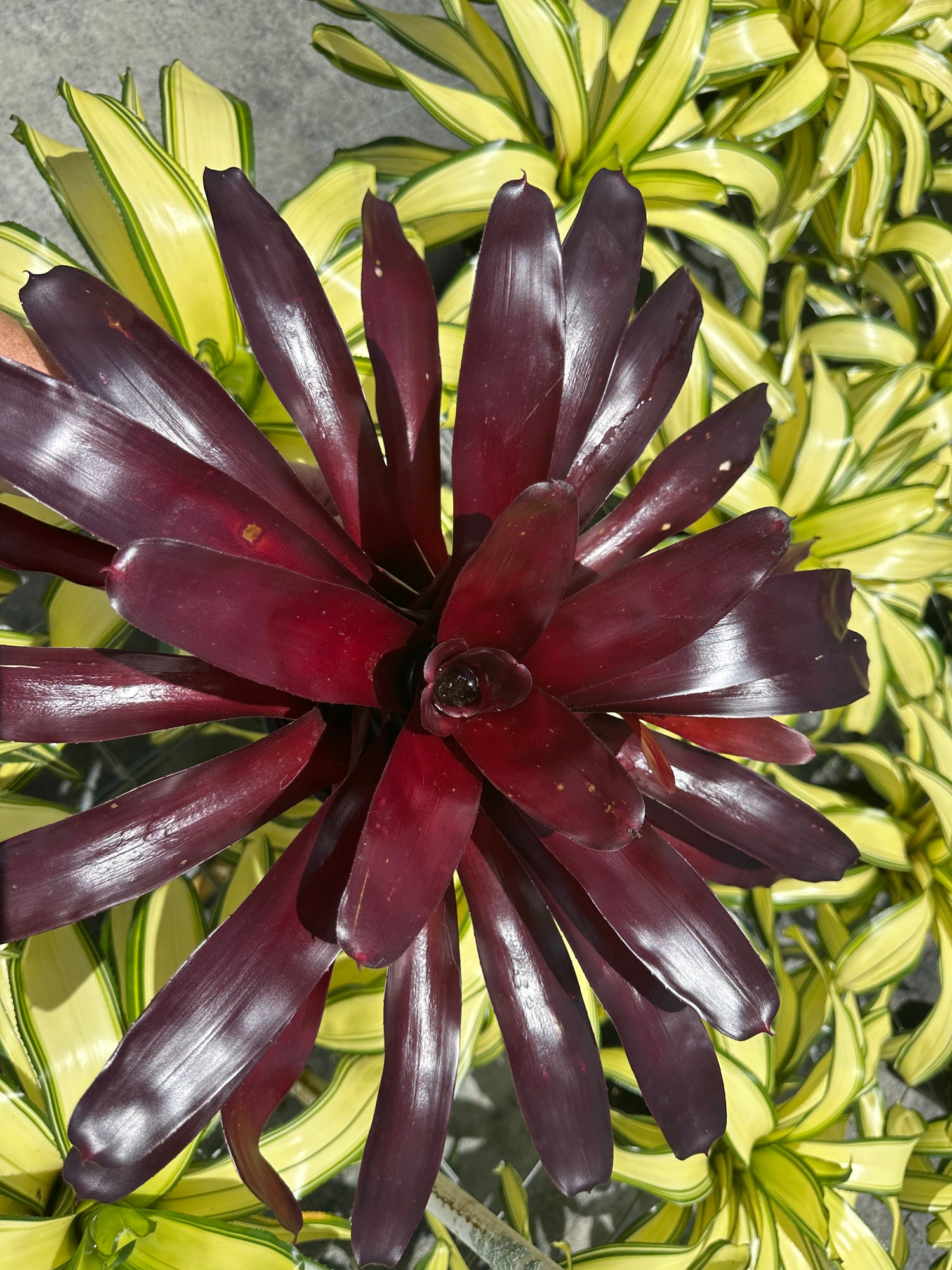 Neoregelia Elwood, 5” pot