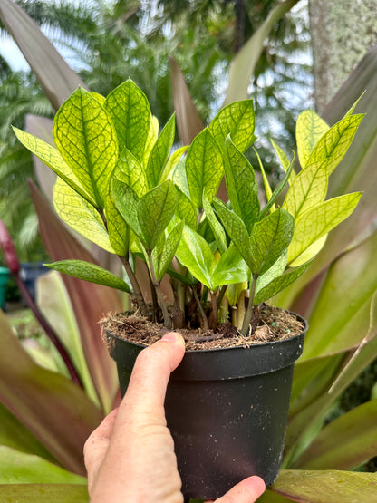 Variegated Chameleon ZZ, 6” pot