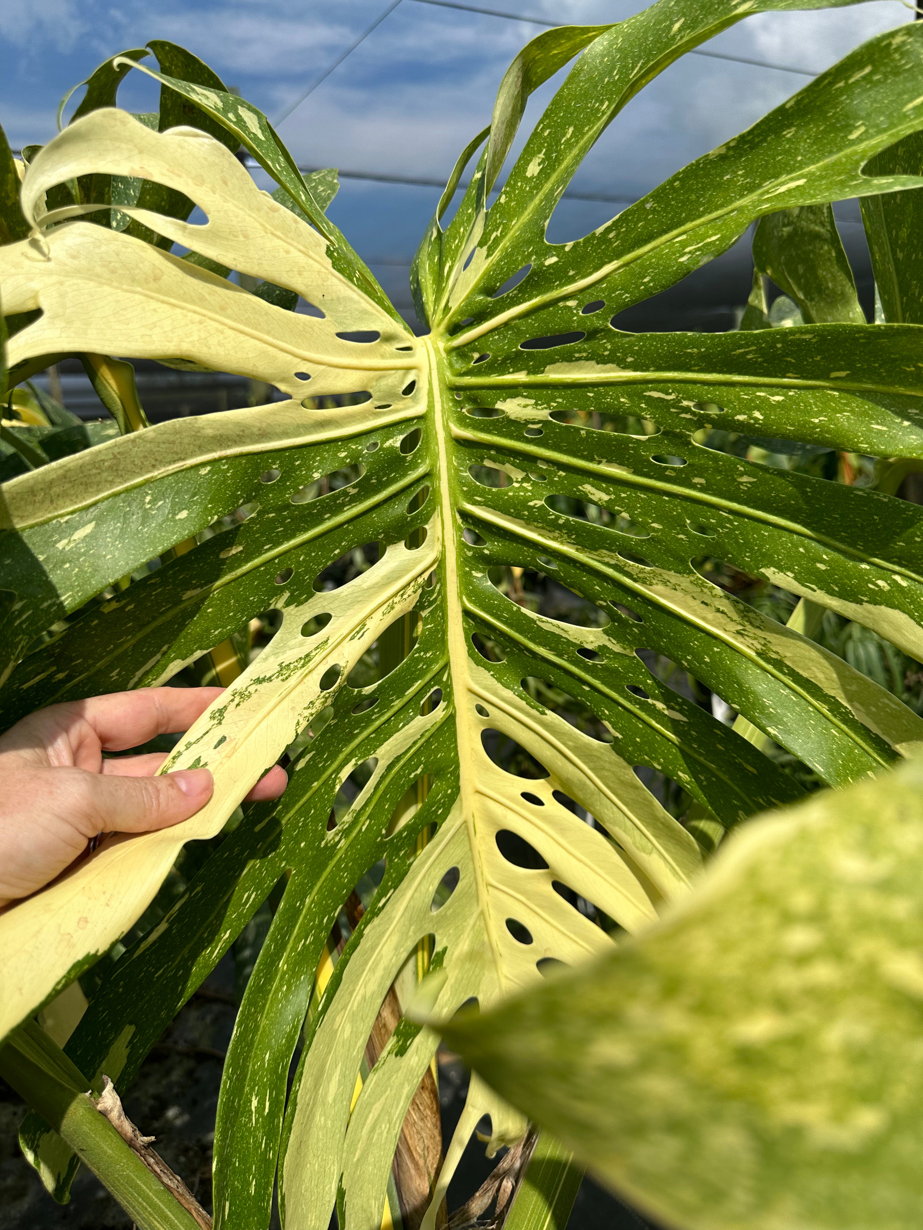 Monstera Thai Constellation, 14” pot. Ships bare-root