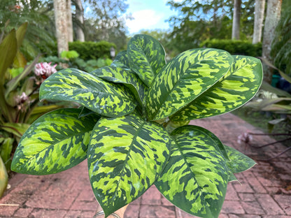 Homalomena Camouflage