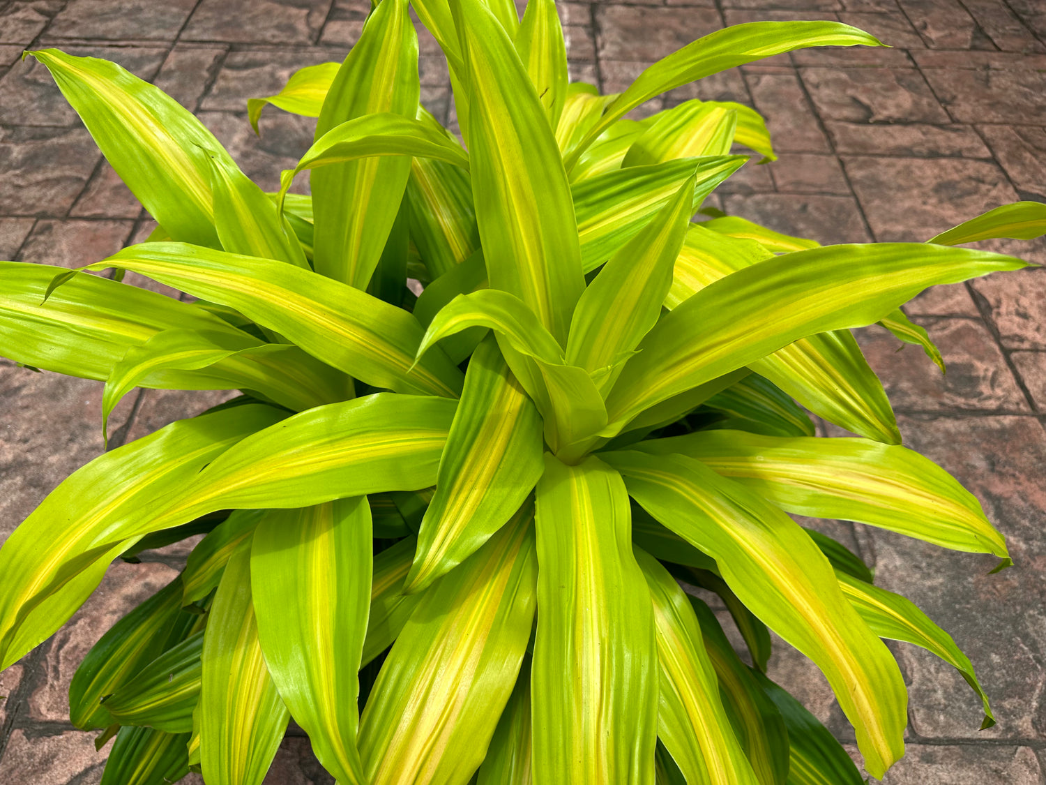 Dracaena Bronze Bay, 10” pot