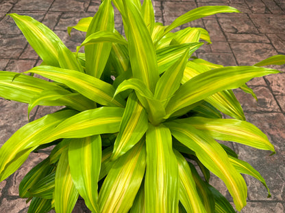 Dracaena Bronze Bay, 10” pot