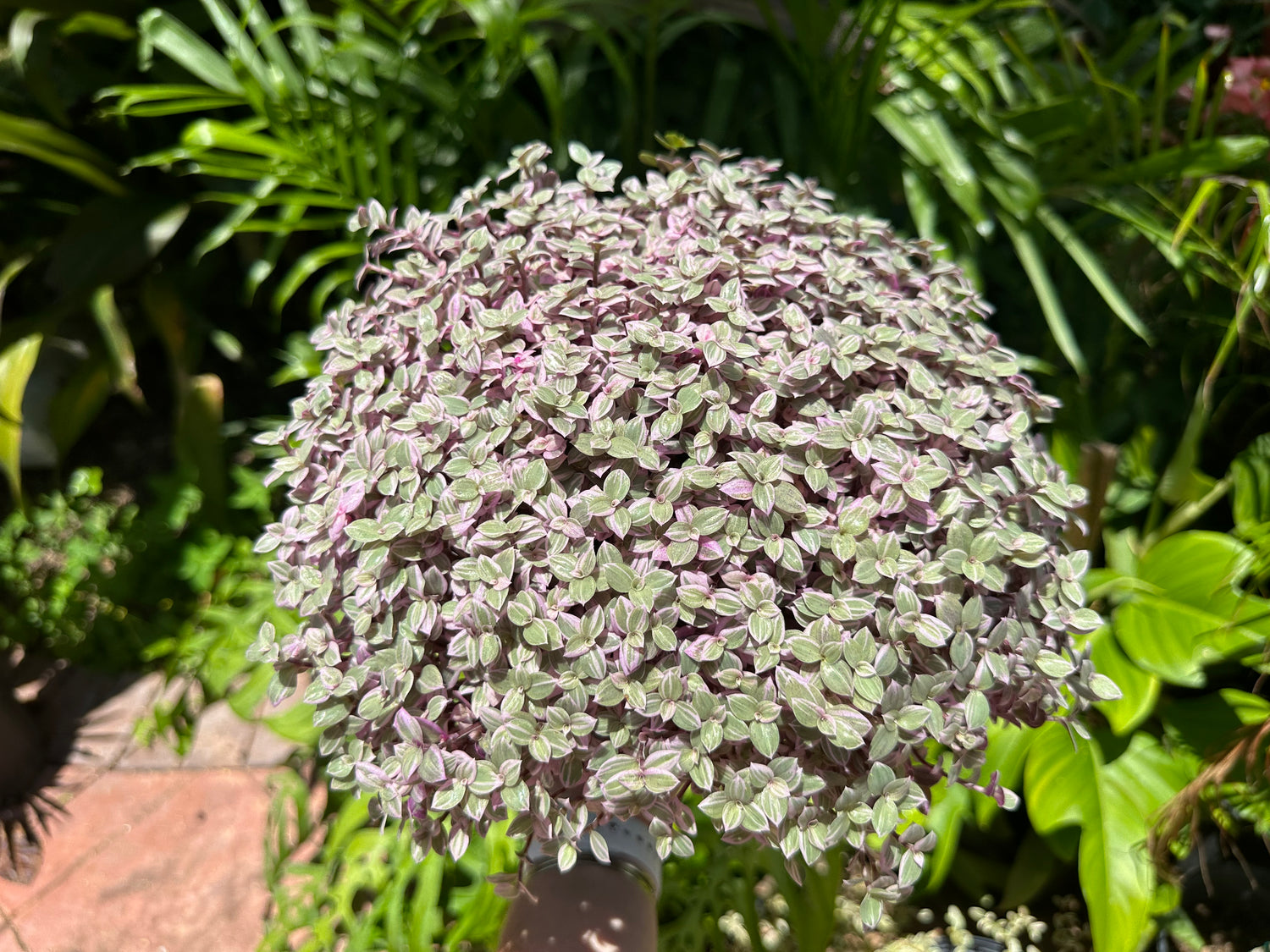 Tradescantia Pink Panther, 1 g pot