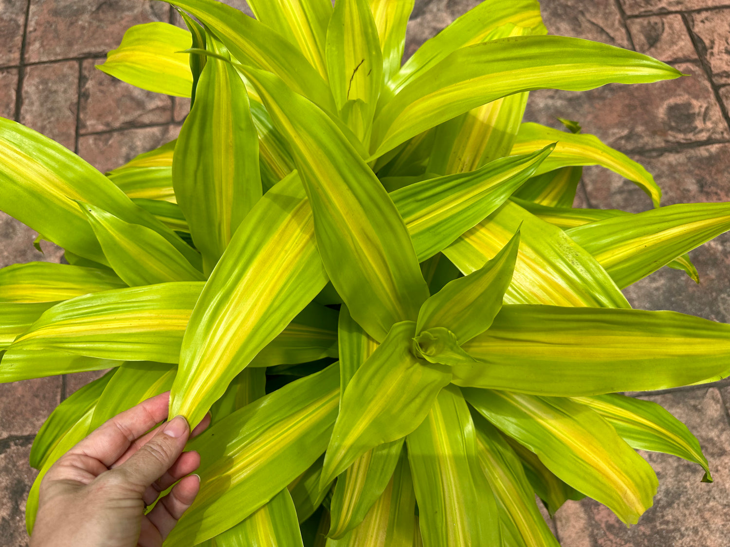 dracaena bronze bay Dracaena Limelight | 10" Pot | Easy Care Houseplant