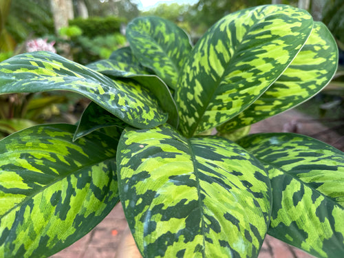 Homalomena Camouflage