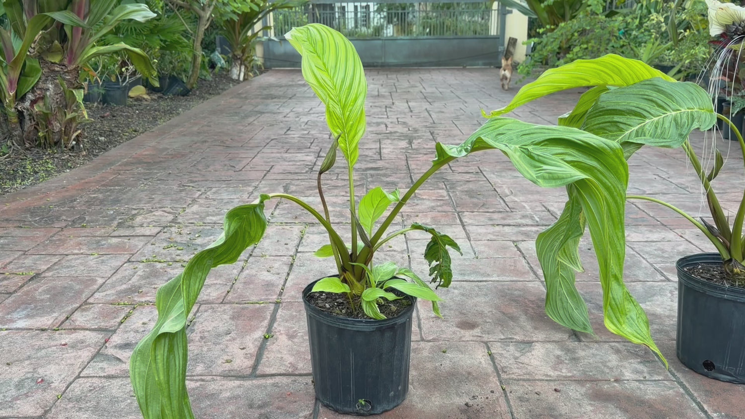 White Tacca Bat plant, 10” pot. Tacca chantieri - Will ship with a bud.