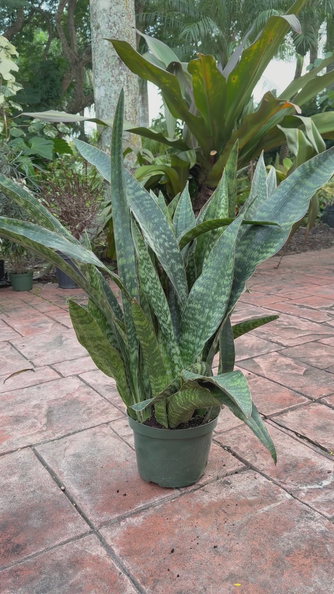 Sansevieria Jaboa, 8” pot Ships GROUND
