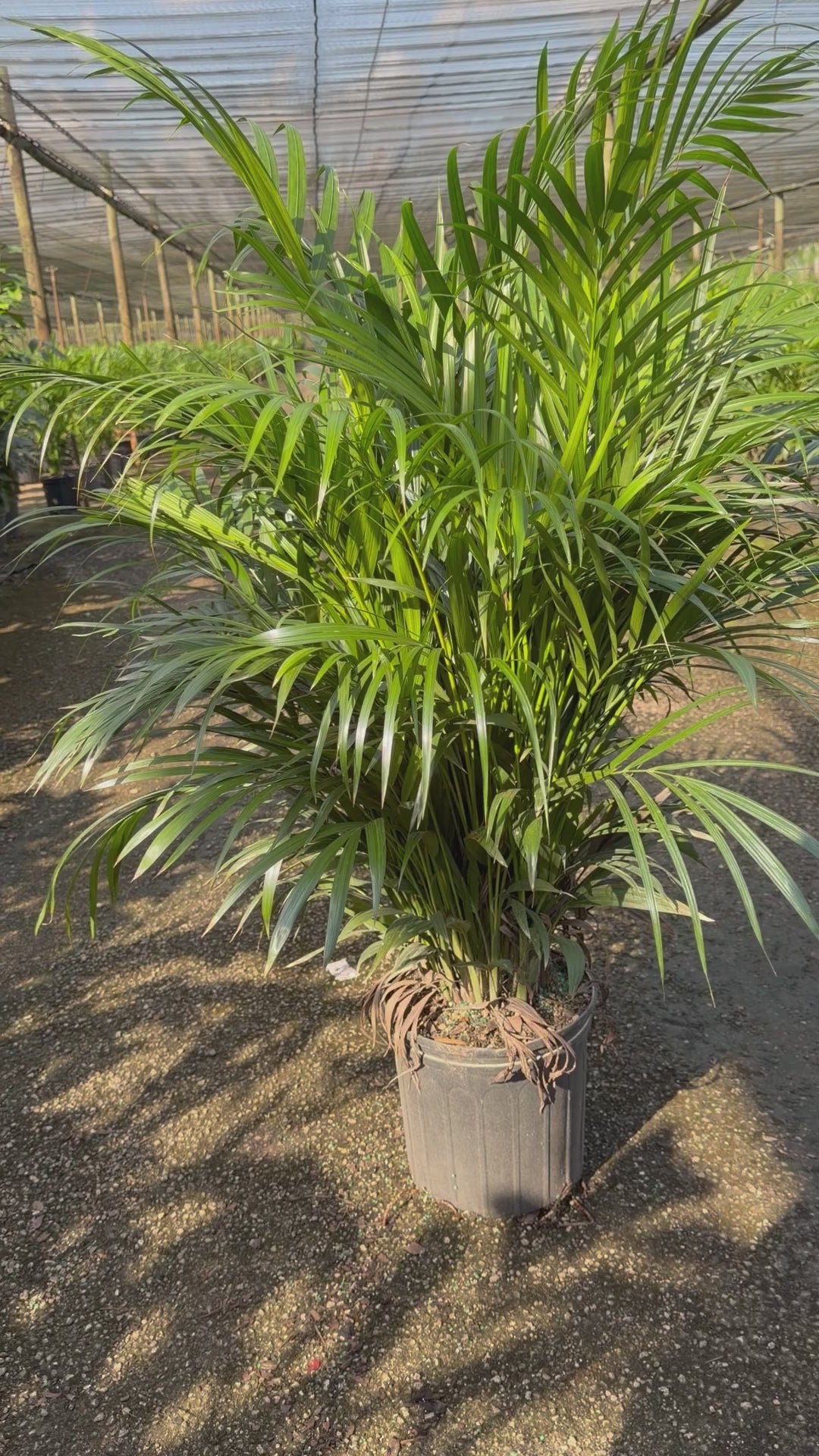 Areca Supreme, 10” pot 40-46” tall
