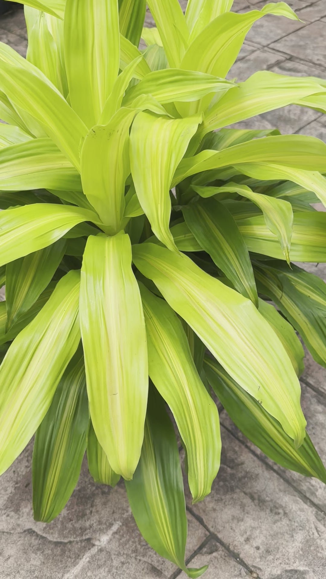 Dracaena Bronze Bay, 10” pot