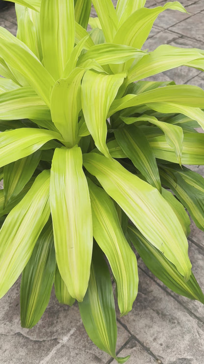 Dracaena Bronze Bay, 10” pot
