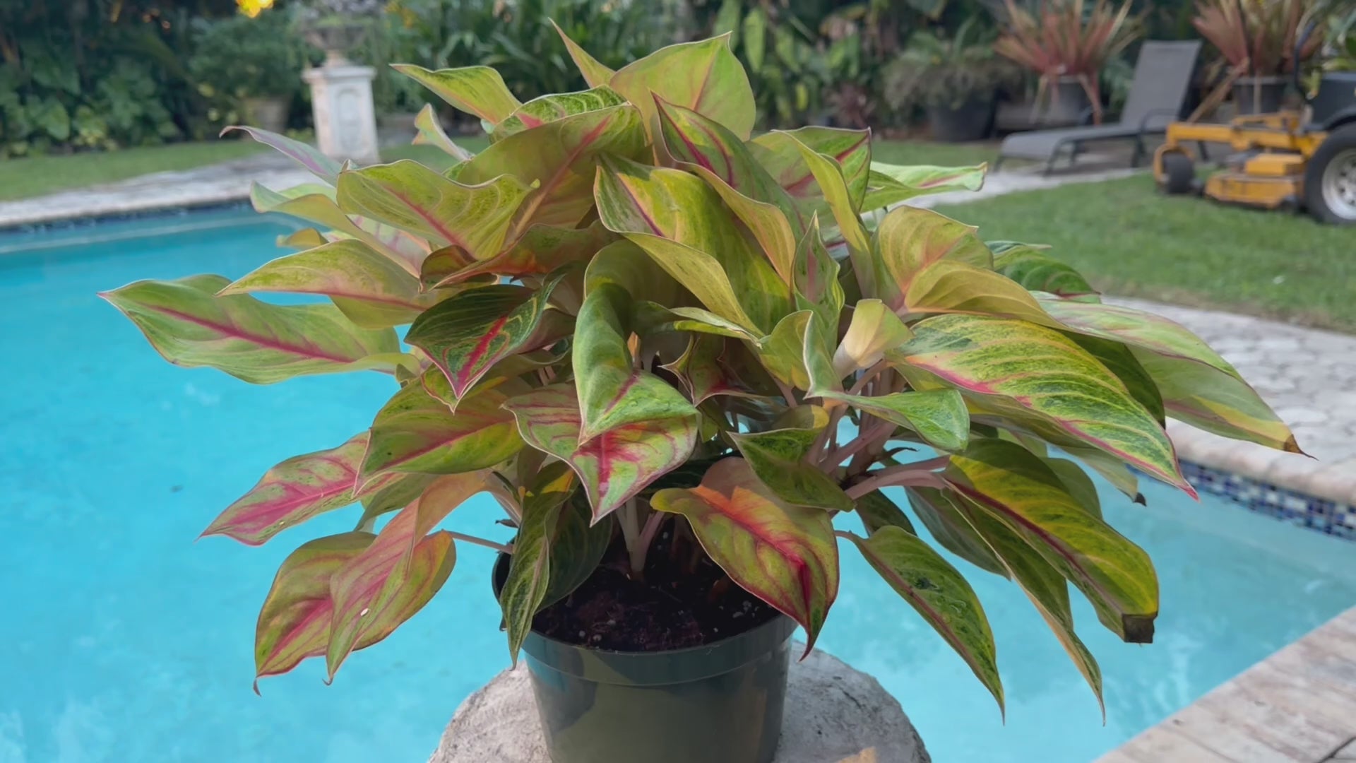 Aglaonema Golden Flourite, 8” pot