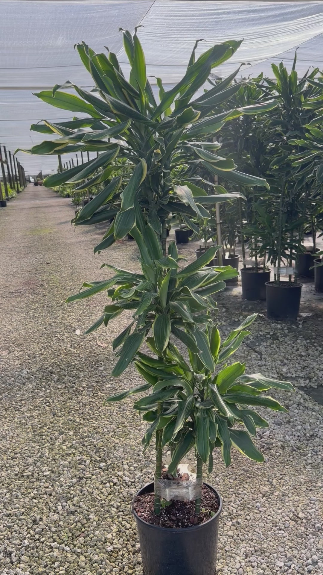 Dracaena Moonlight cane, 10” pot