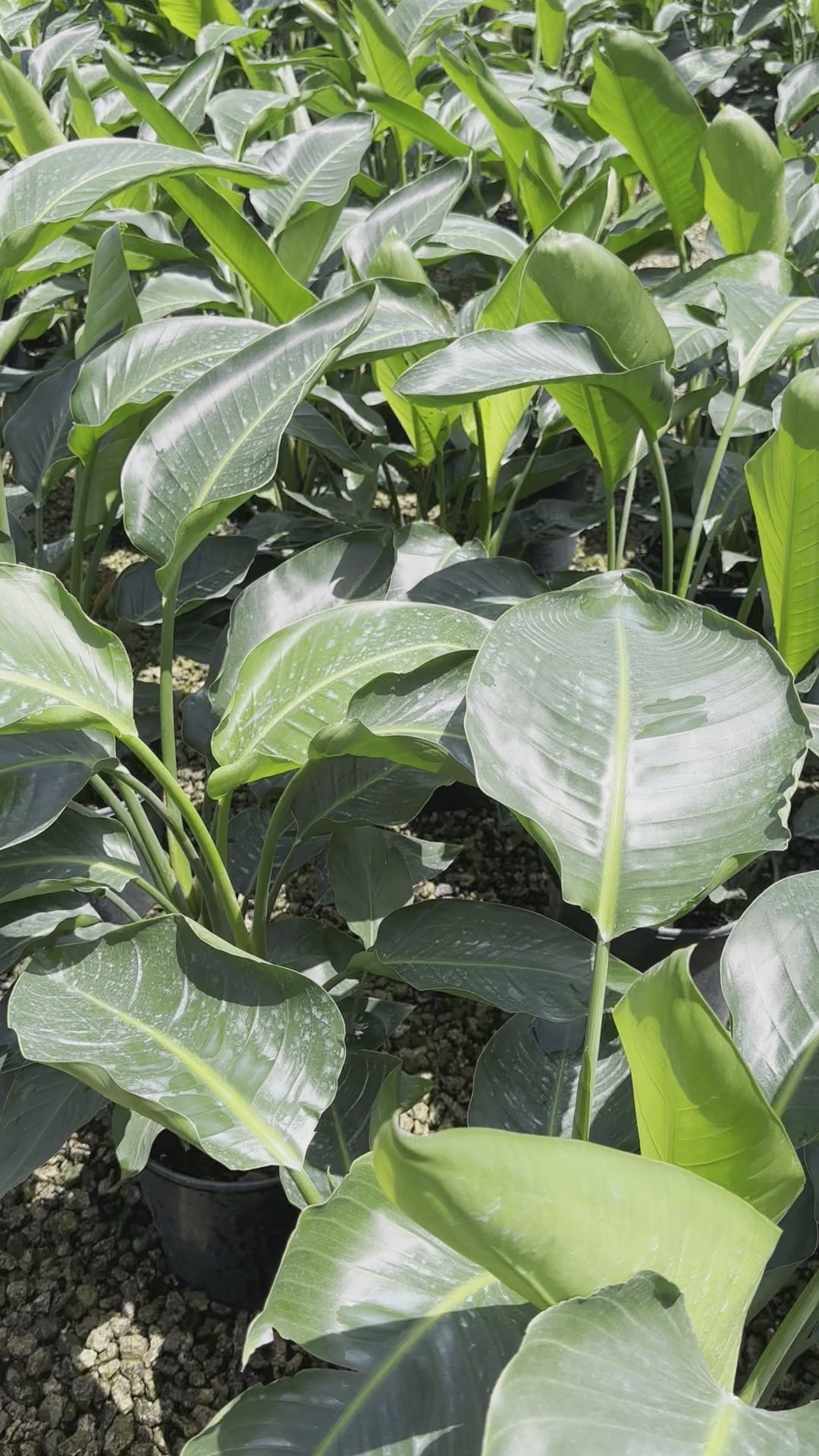 Bird of Paradise, 10” pot 4 plants per pot