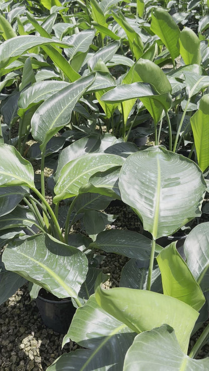 Bird of Paradise, 10” pot 4 plants per pot