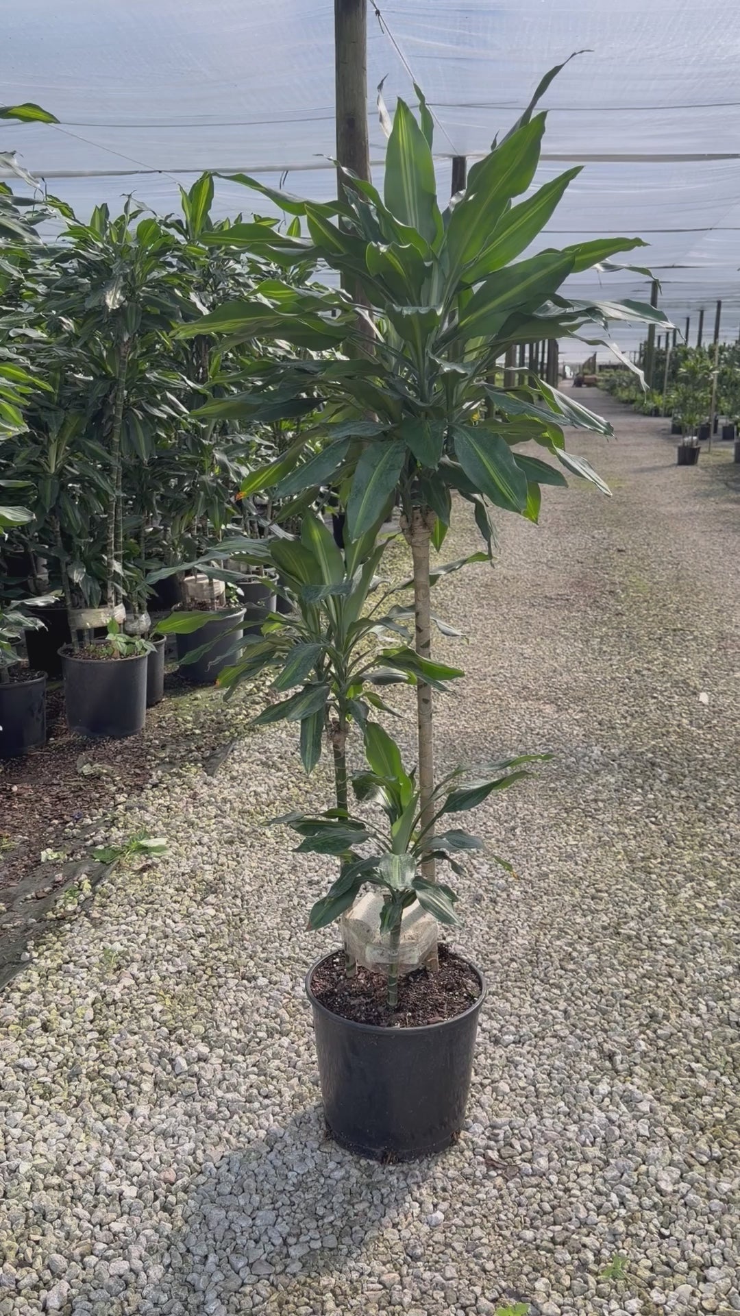 Dracaena Cintho cane, 10” pot