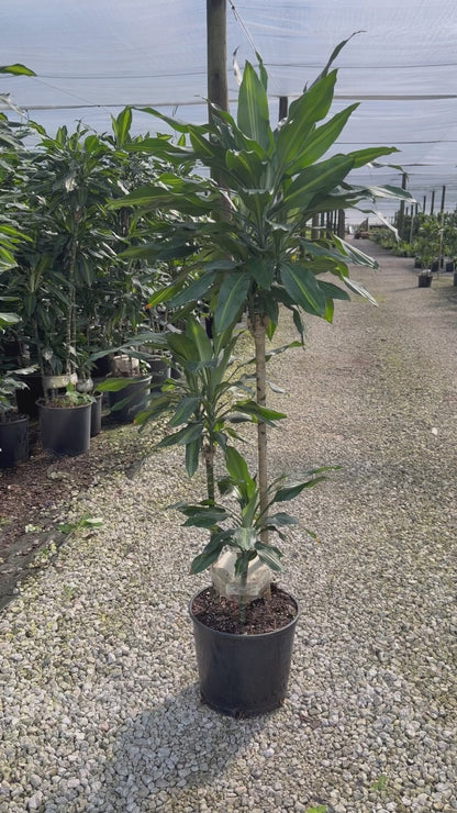 Dracaena Cintho cane, 10” pot