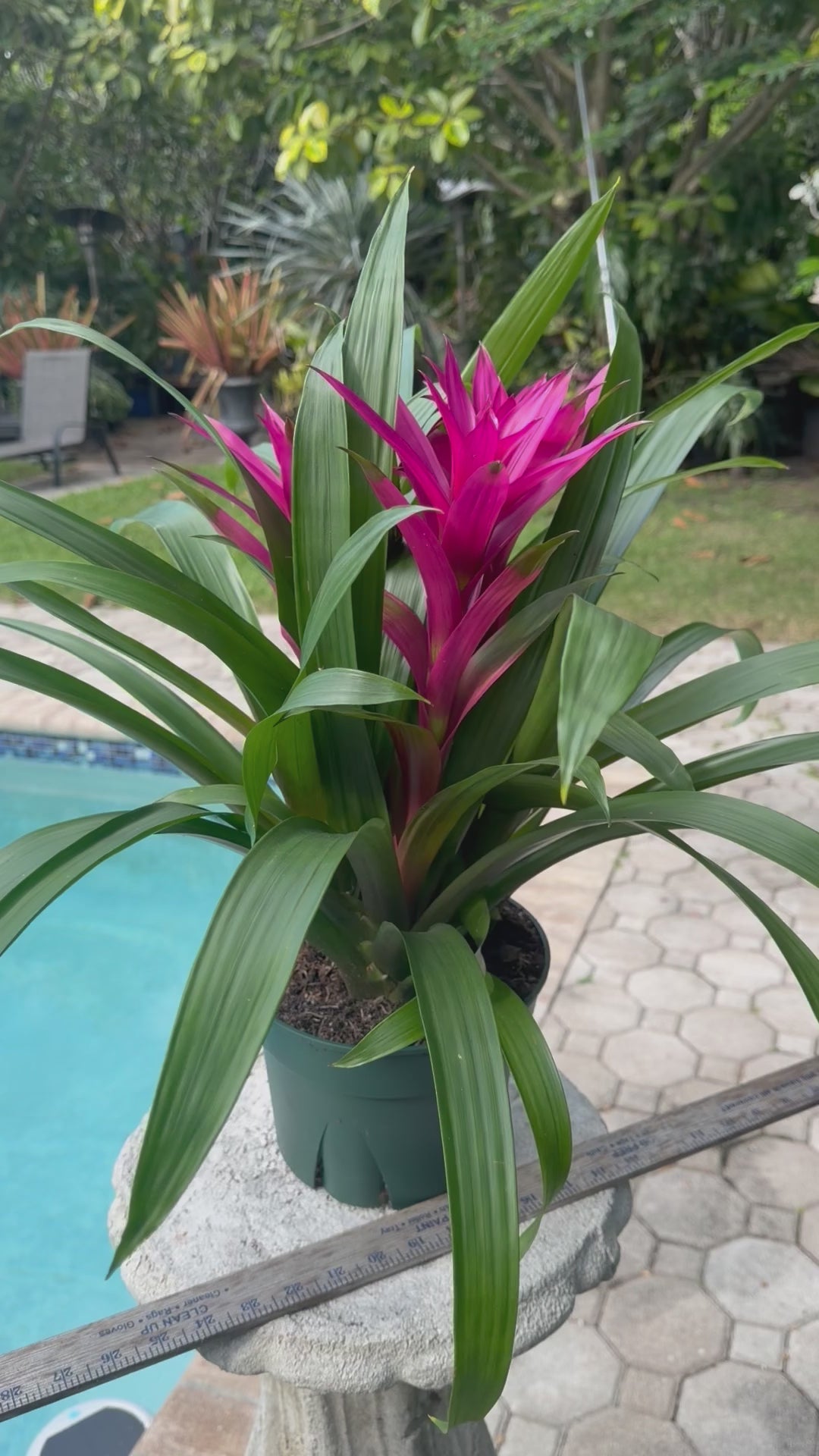 Guzmania planting, 8” pot. 3 deep pink plants per pot