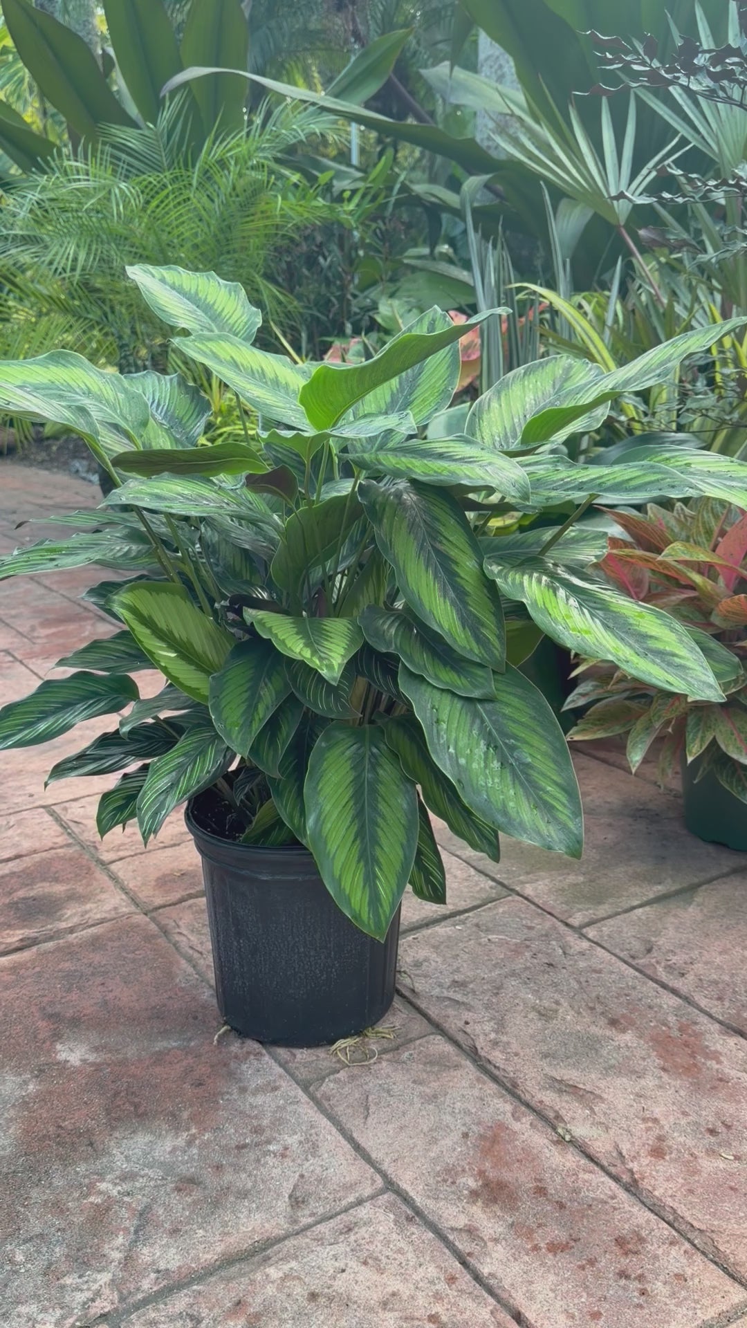 Calathea Beauty Star, 8” pot