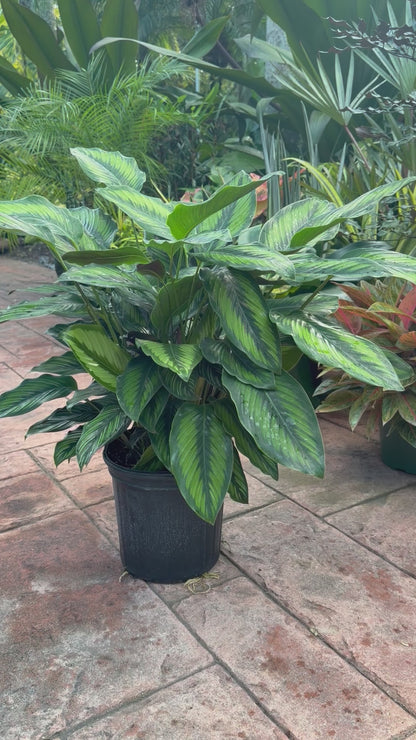 Calathea Beauty Star, 8” pot