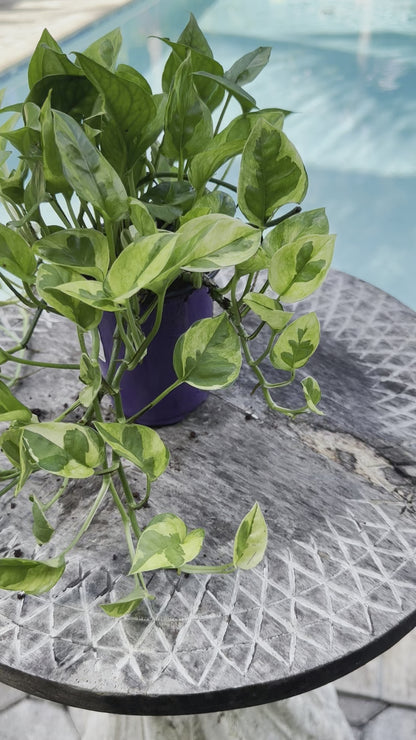 Lemon meringue photos, 4” pot