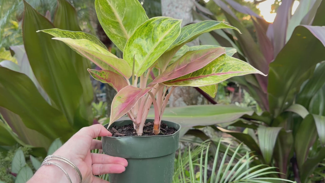 Aglaonema Green Papaya, 6” pot
