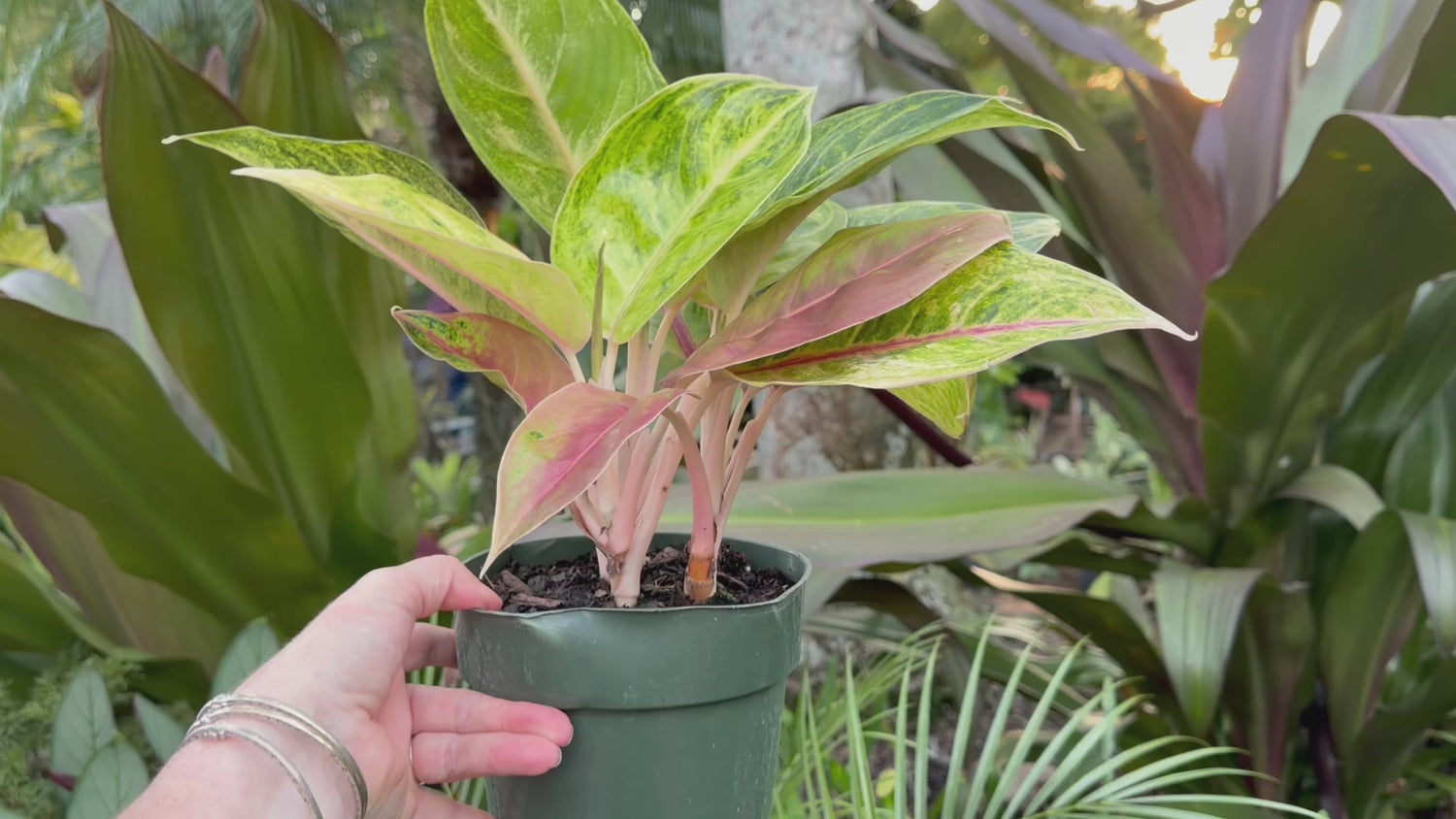 Aglaonema Green Papaya, 6” pot