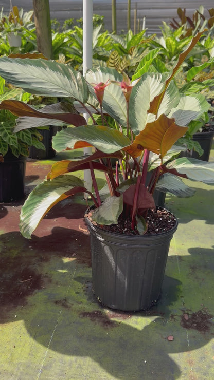 Calathea Royal Standard, 6” pot