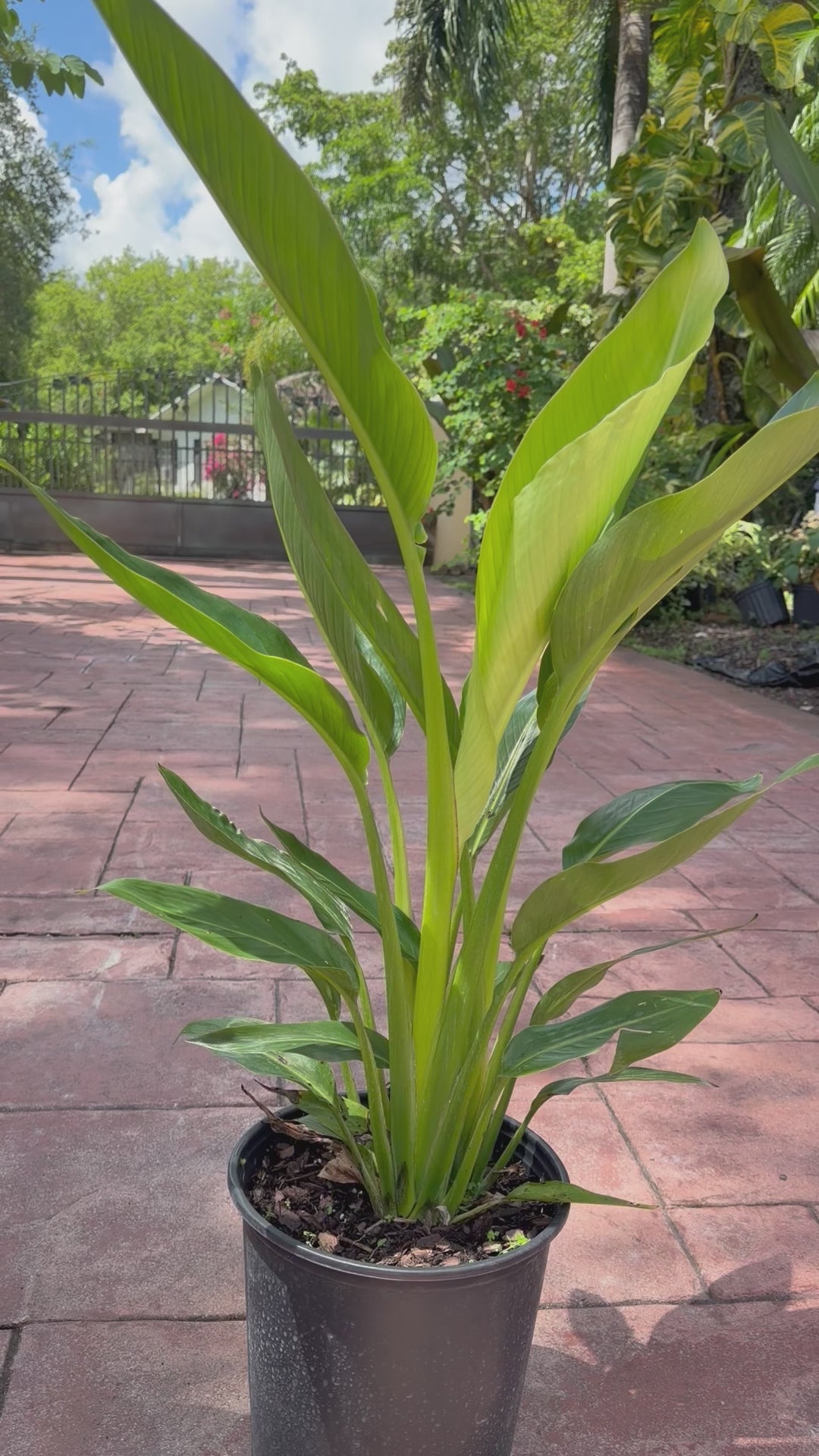 Travelers palm, 10” pot