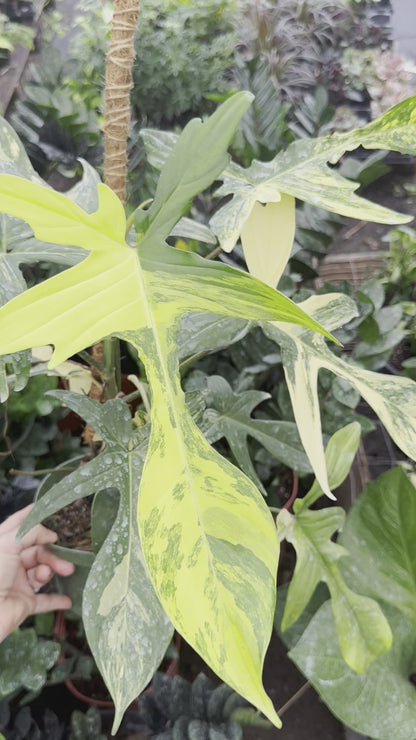 Variegated Philodendron Florida Beauty, 6” pot