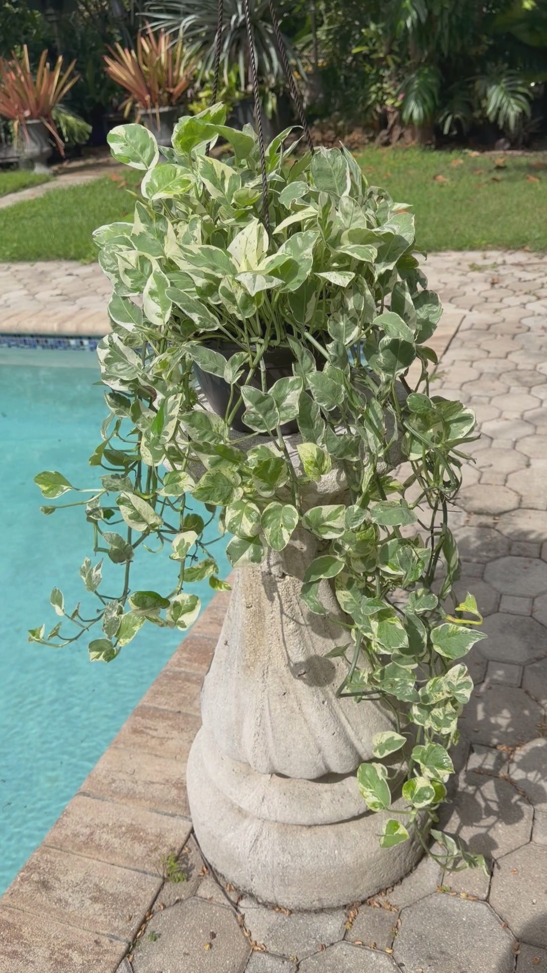 Pearl and Jade photos, 8” pot