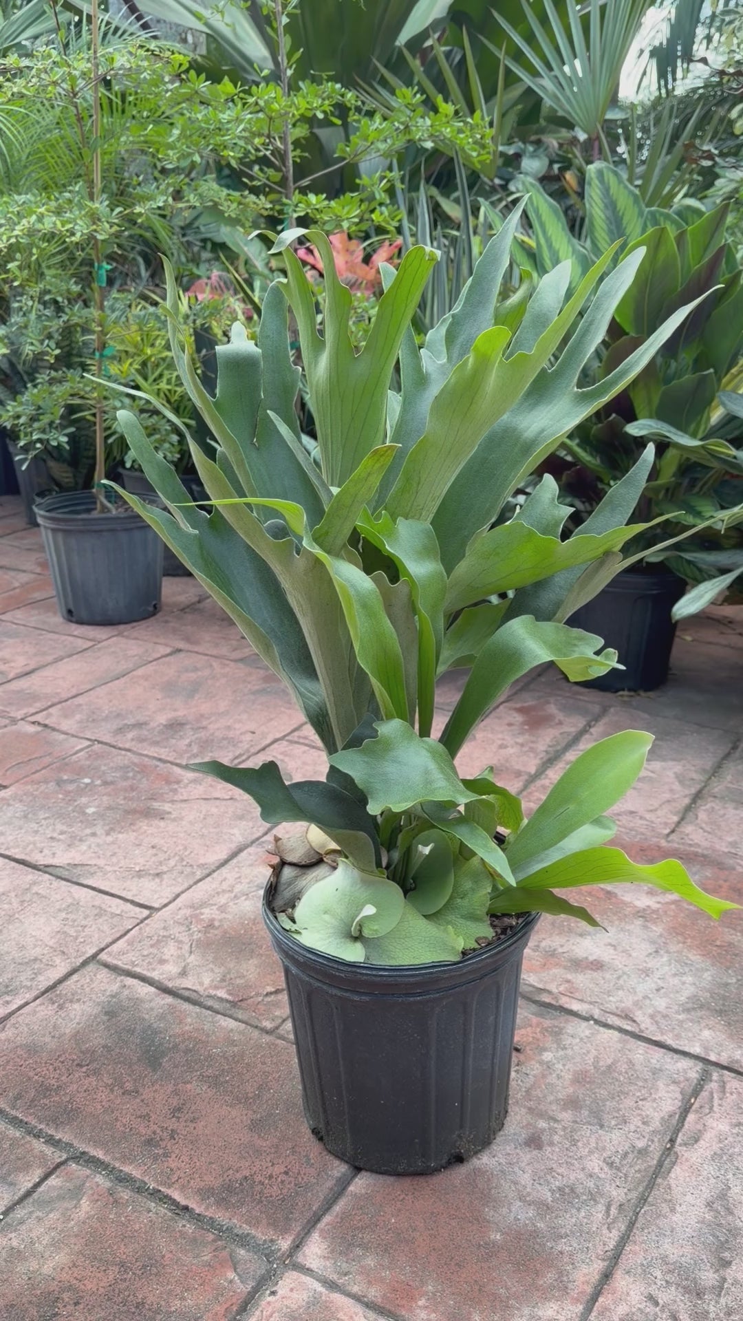 Large Staghorn fern in 8” pot