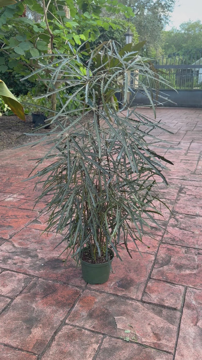 False Aralia, 6” pot Tall