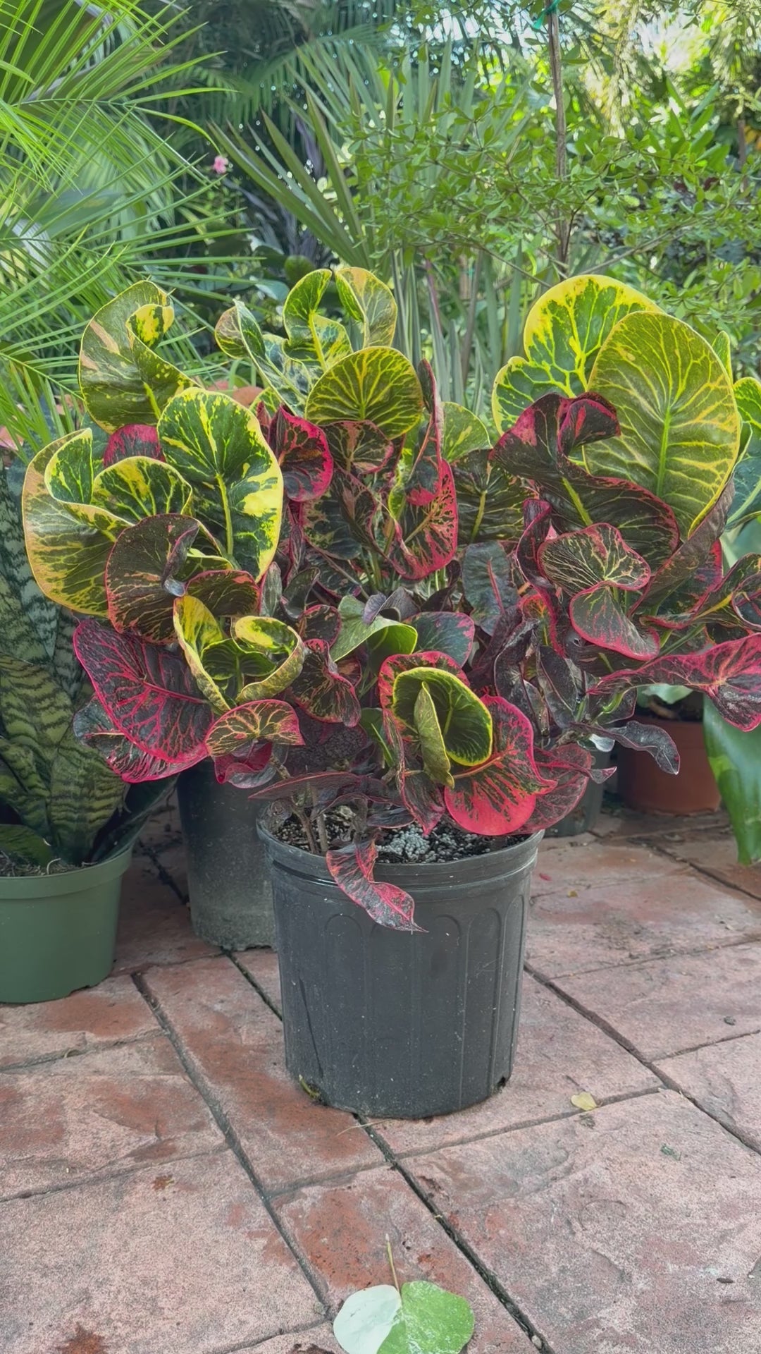 Round Leaf Croton, Thai hybrid, 10” pot - Full