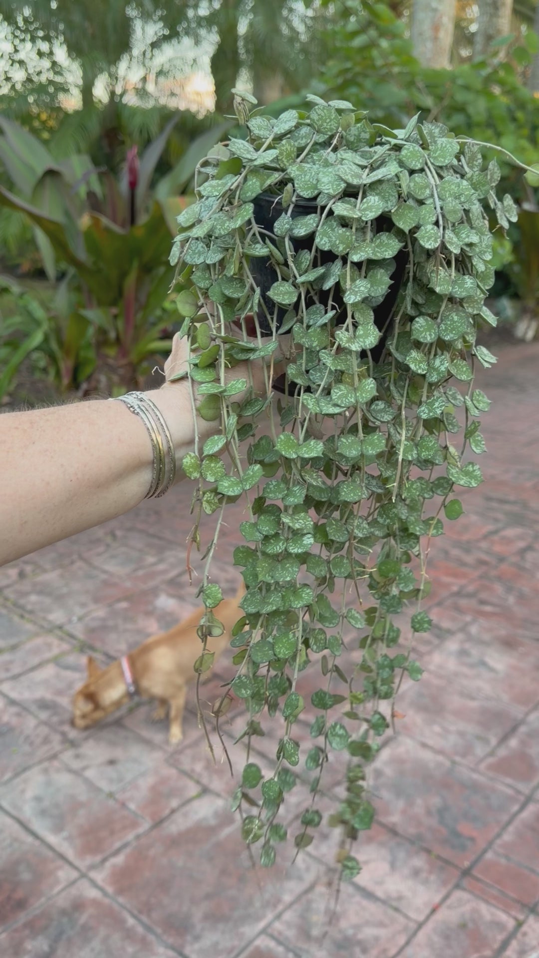 Hoya Curtisii, 5” pot