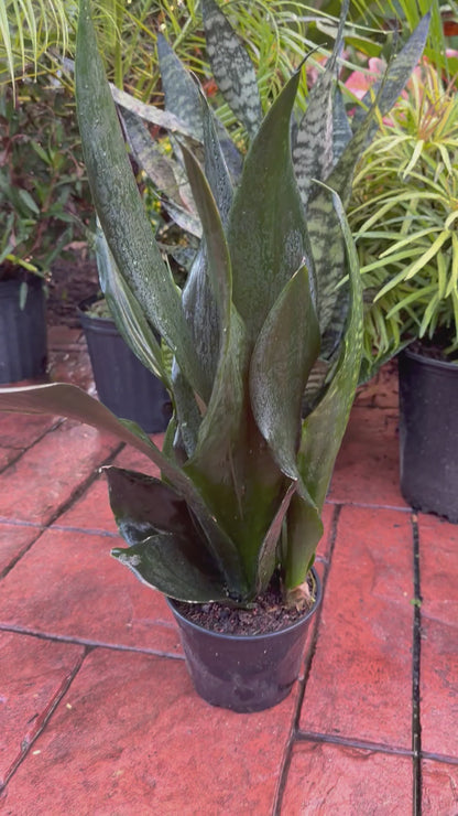 Sansevieria Black Dragon, 6” pot - full pot