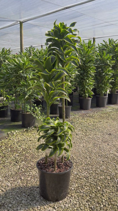 Dracaena Tornado cane, 10” pot