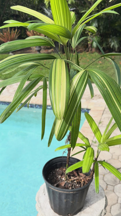 Variegated Rhapis, 1 g pot