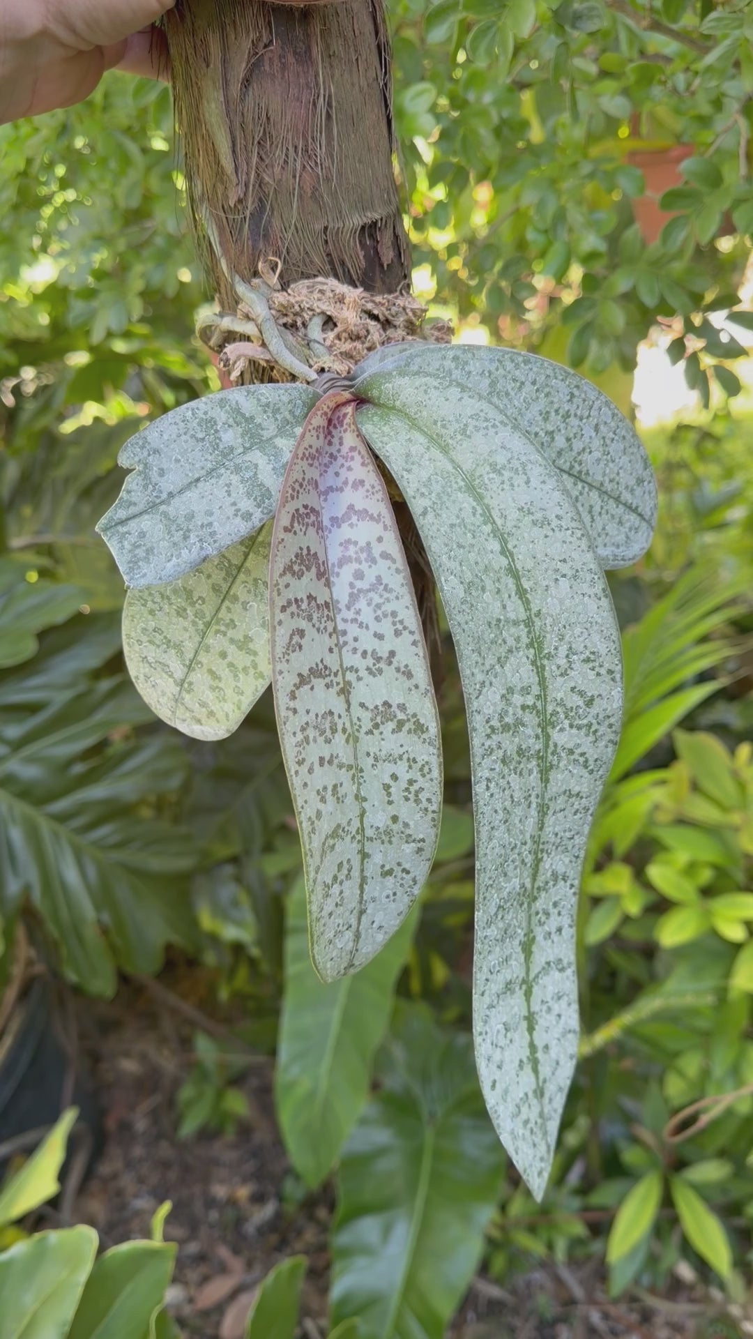 Mounted Phalaenopsis schilleriana