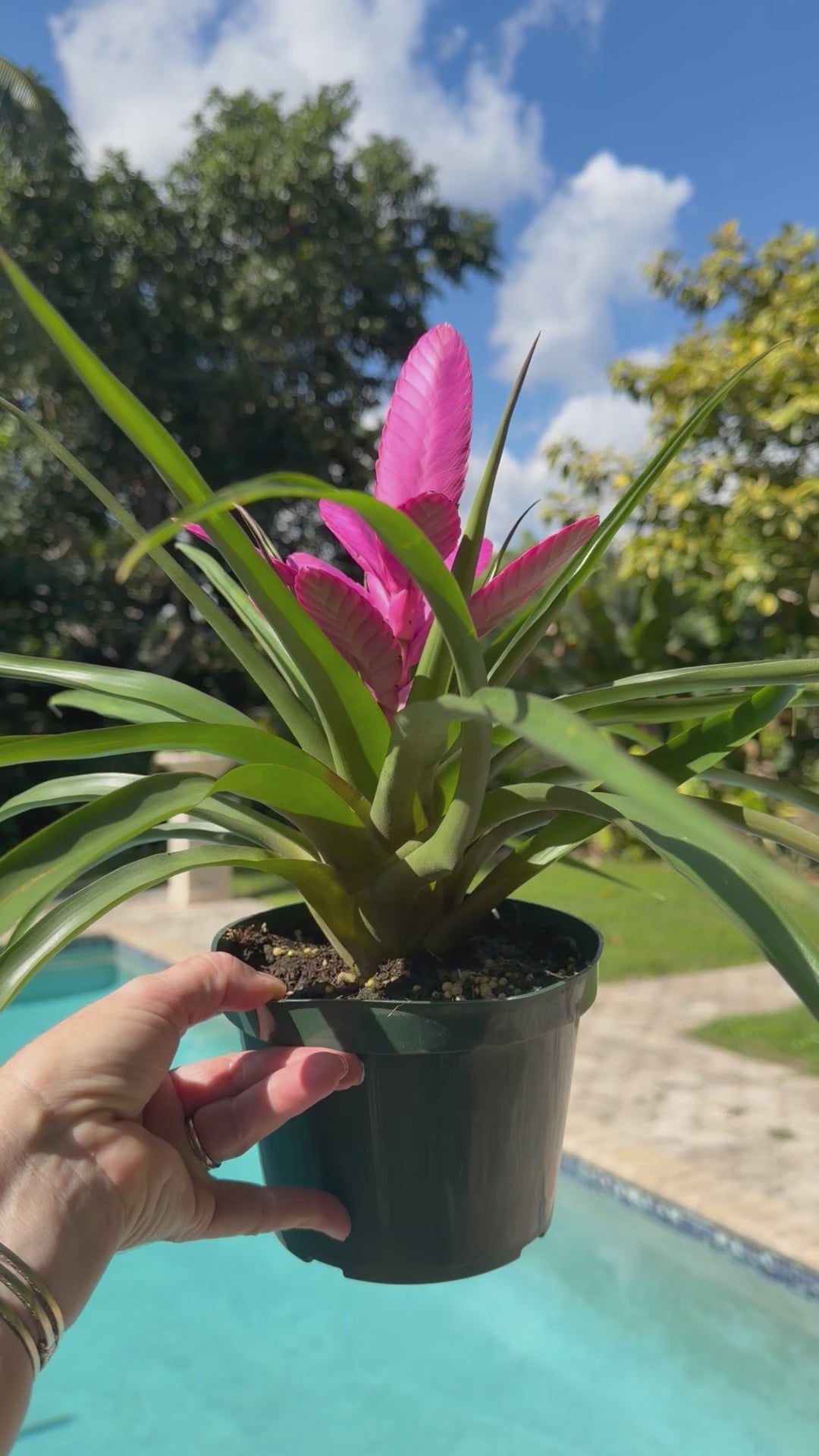 Tillandsia ‘Antonio’, 5” pot