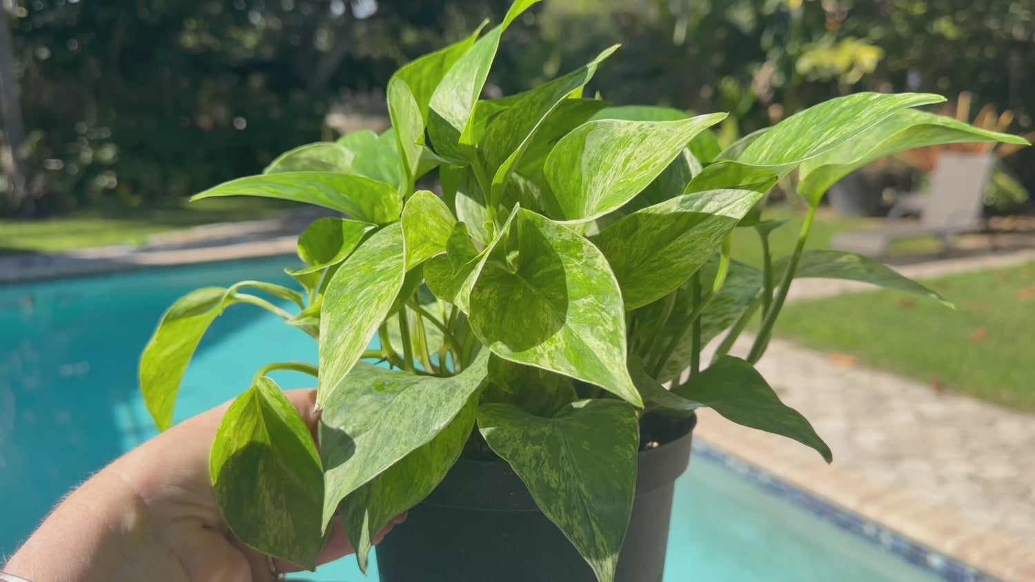 Marble Queen photos, 6” pot