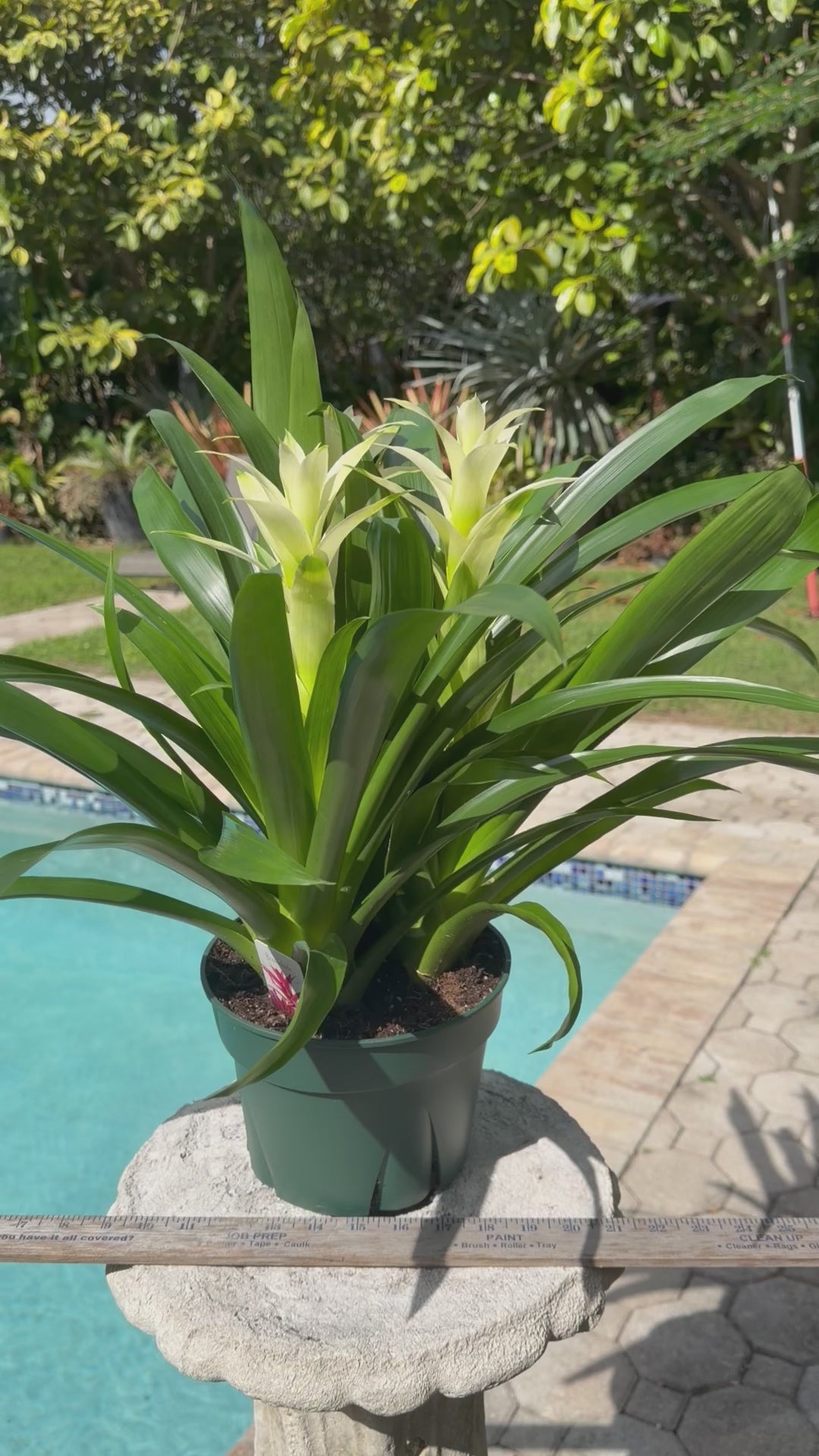 Guzmania planting, 8” pot. 3 white plants per pot