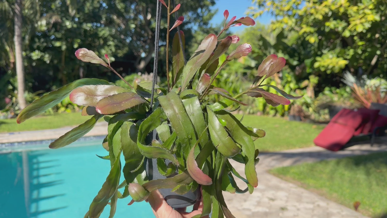 Rhipsalis Ramulosa, 5” pot