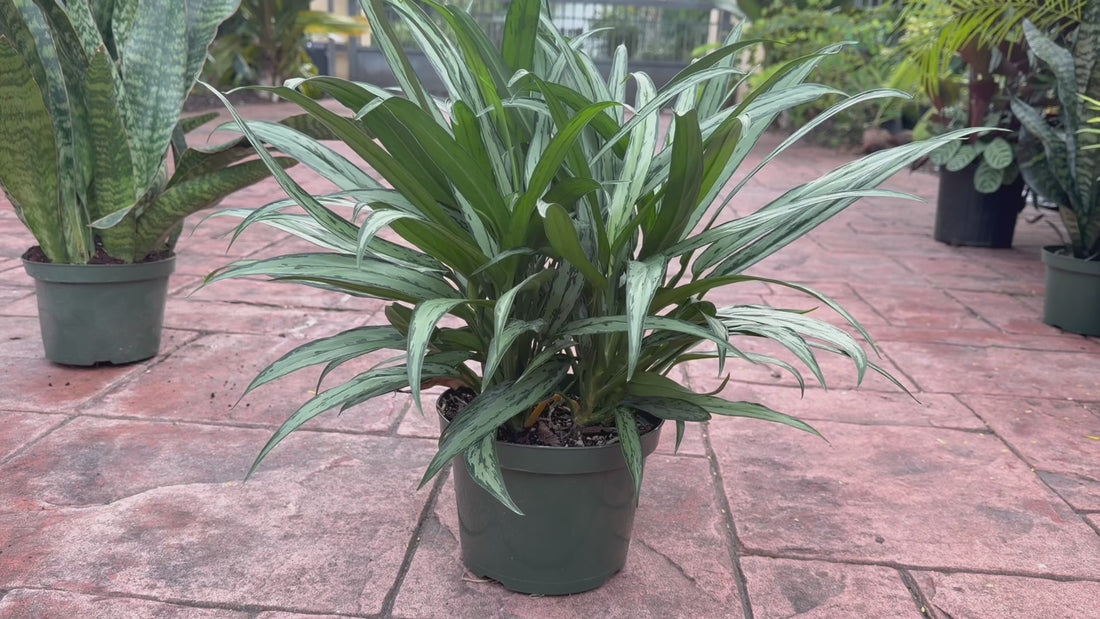 Aglaonema Cutlass, 8” pot